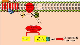 Salbutamol (Ventolin): Mechanism of Action