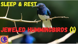 Sleep Music: Hummingbirds  Jeweled Messengers of the Skies (Part 1)