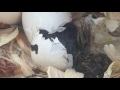 Baby chicken hatching