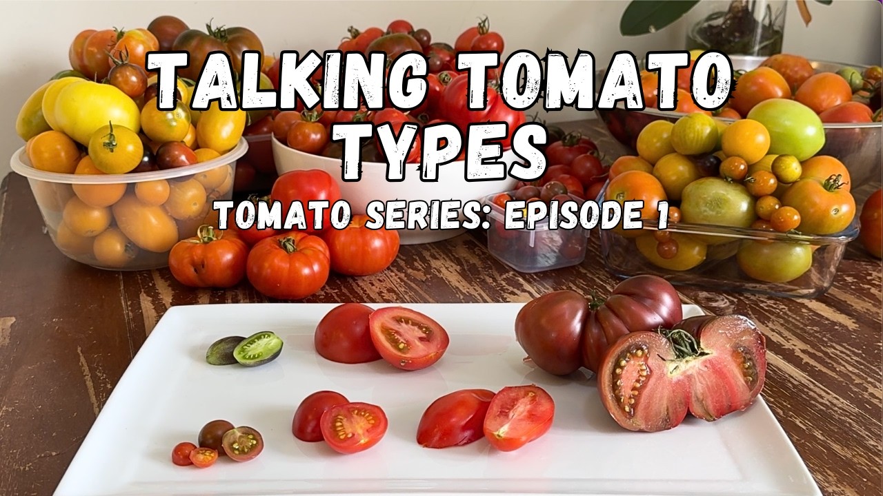 Tomato Series: Ep. 1 🍅 Understanding Different Tomato Types - YouTube