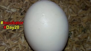 Incubator Day-20 | First Break on Egg