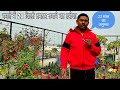 गमले में 20 किलो टमाटर उगाने का तरीका रामविलास जी का 22 साल का अनुभव || Tomato plant care