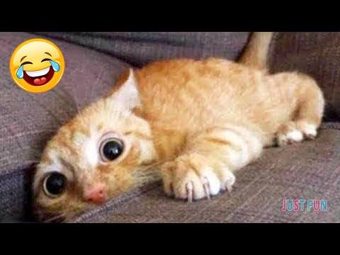 Super Funny Cats Videos - 😆😹🤣 Funny Cat Compilation