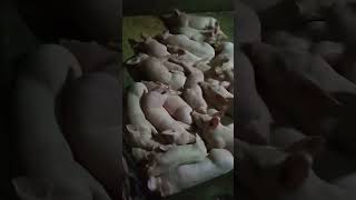 Sleeping Piglets