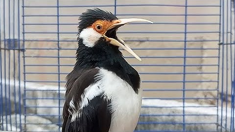 Pancingan Jalak Suren Gacor Mompa Full Isian Variasi - Masteran Suara Burung Jalak Gacor Isian Mewah