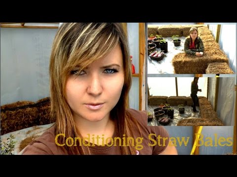 Straw Bale Gardening - Conditioning the Bale