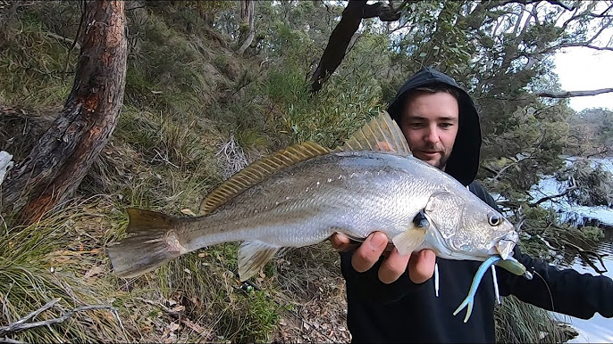 Mulloway on lures 