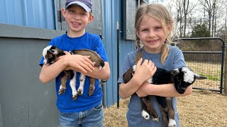 12 baby goats born in the last 4 days!