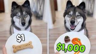 $1 Dog Treat vs $1,000 Dog Treat by My Mountain Husky 82,474 views 2 years ago 2 minutes, 14 seconds