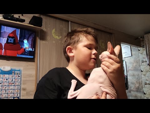 Наша кошка выпала из окна четвëртого этажа, последствия. 😰