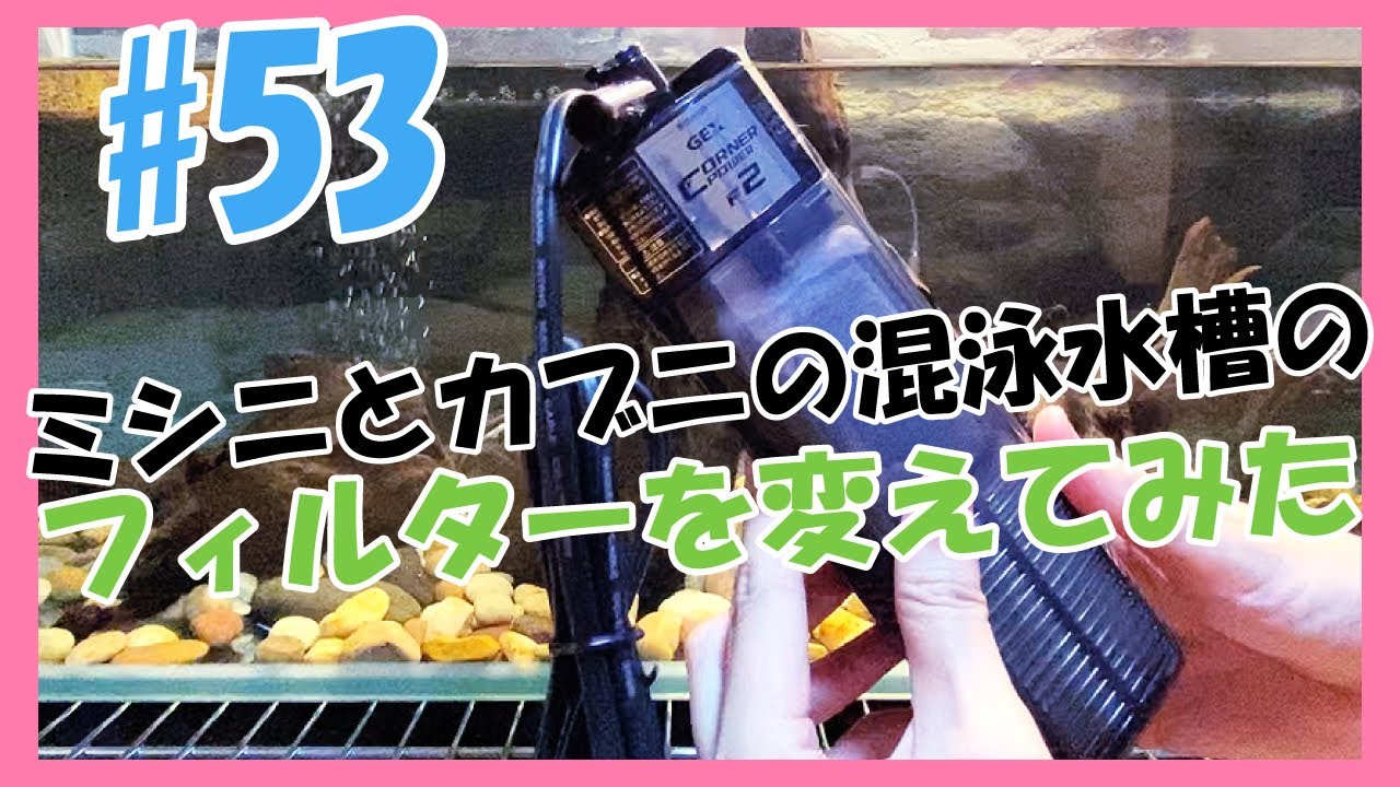 53 カブトニオイガメとミシシッピニオイガメの混泳水槽のフィルターを新しくしてみた Youtube
