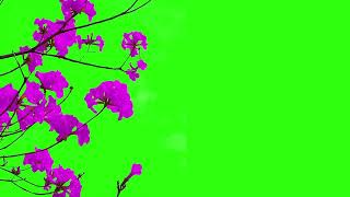 pink flowers green screen, flowers green screen video, flowers free video | Professor VFX