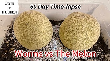 2,000+ Worms vs The Melon.  60-day TIME-LAPSE Fast Playback