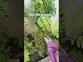 curry leaf plants 🌿 Curry lafe #healthytips #healthplan #viralvideo #trending#ytshorts#trueline