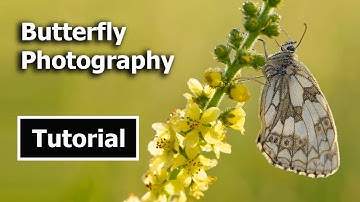 How to Photograph Butterflies Tutorial