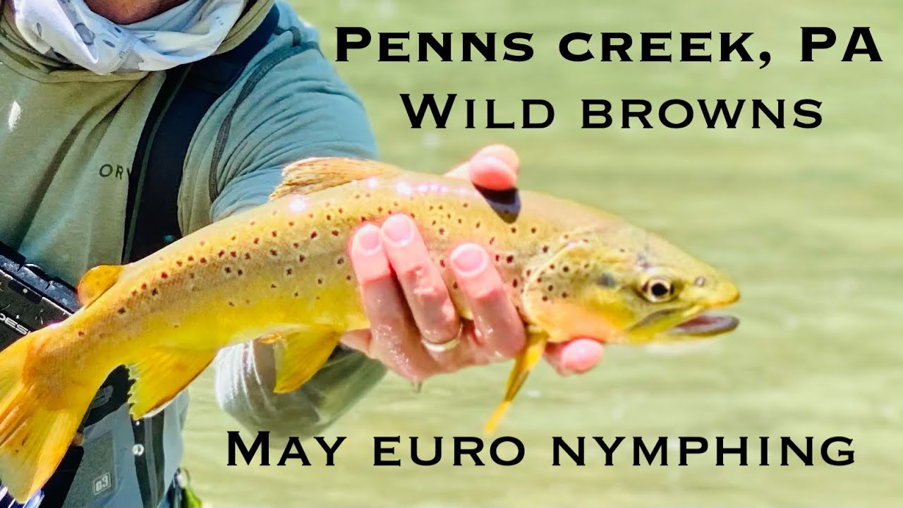 Penns Creek, PA: Euro Nymphing Wild Brown Trout 