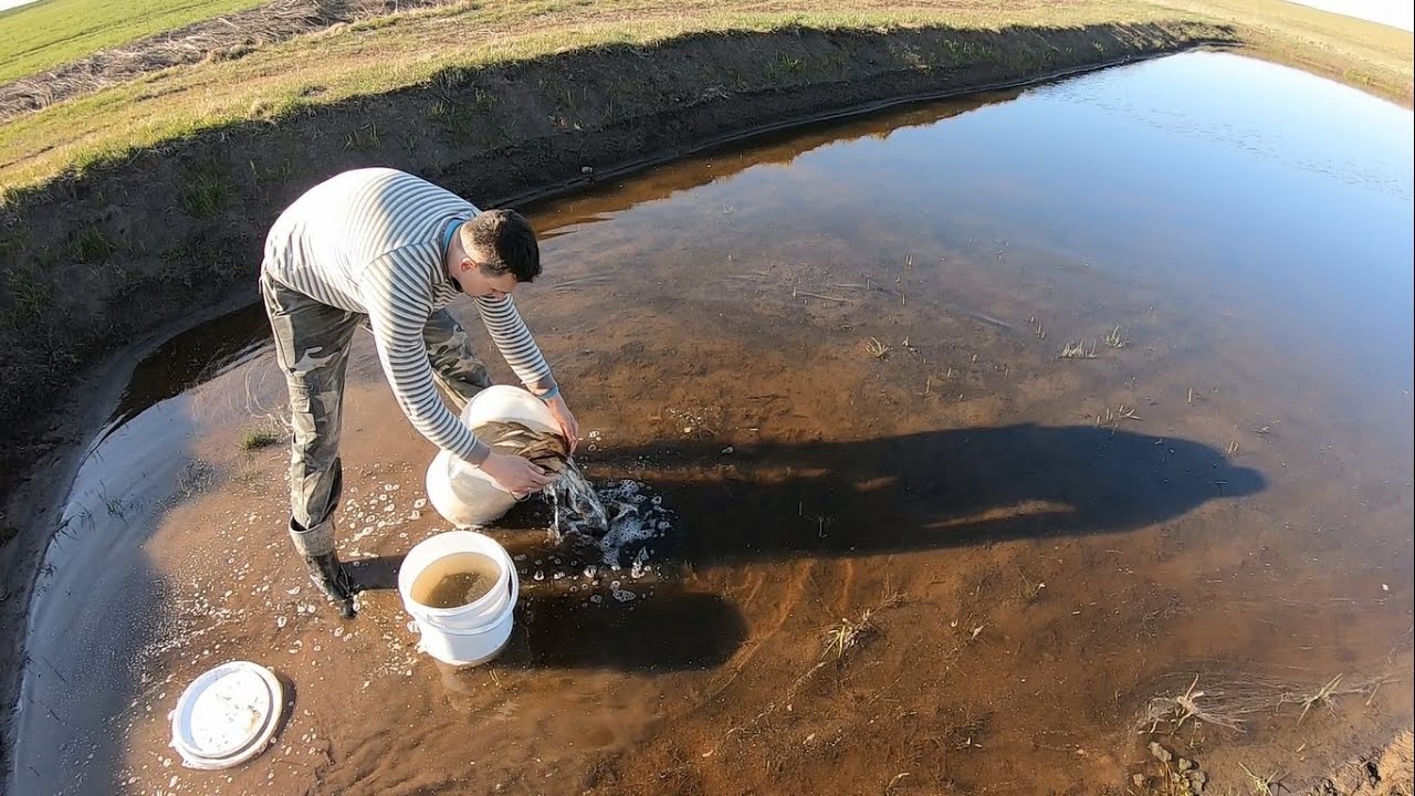 Zarybiam nowy staw i dopuszczam rybki do dużego stawu