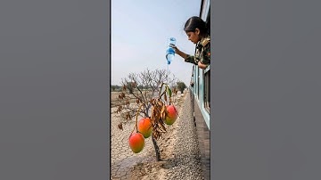 Building Wooden Log Cabin in Forest 🌲 🤯 | Survival House Step by Step "7 #facts #amazingfacts