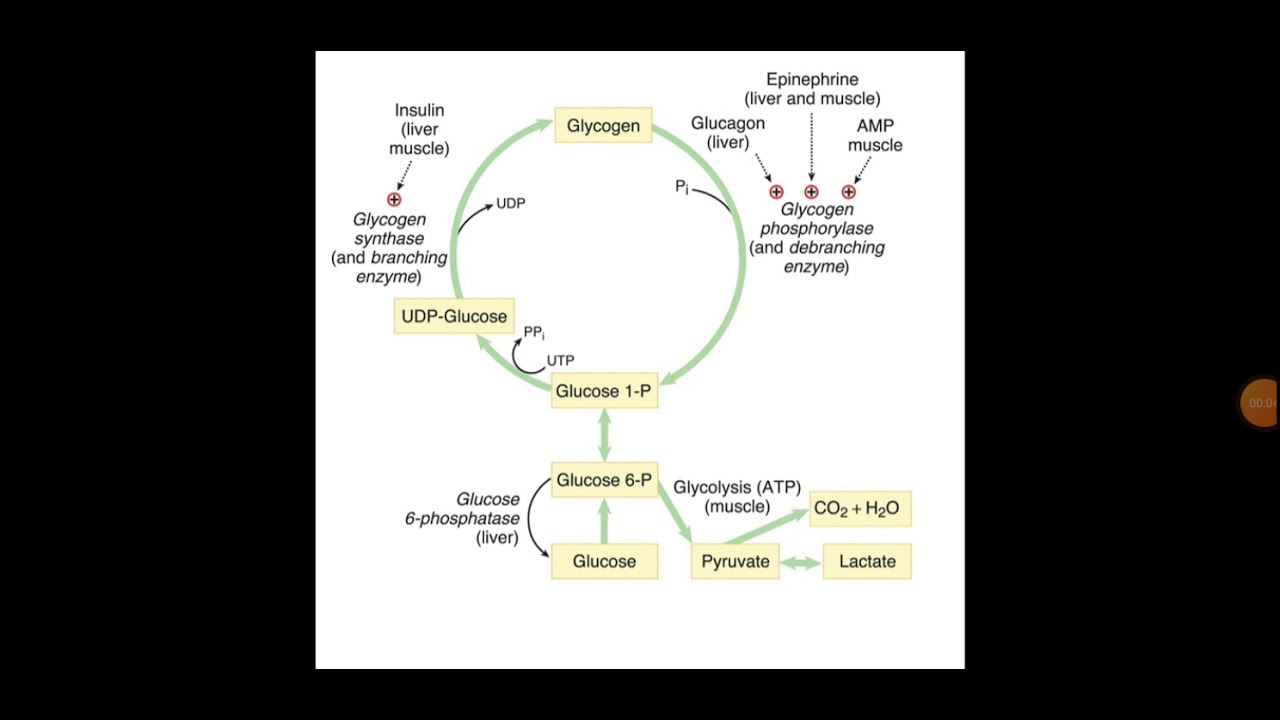 Métabolisme du glycogène (1)Introduction شرح بالعربية