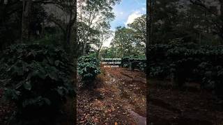 #planets #cosmovision #silentvlogs #vlogs #nature #dailyvlog #solitude