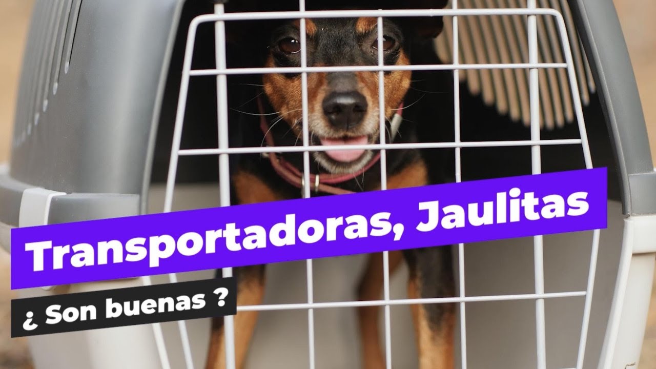 Petmate Kennel Jaula Transportadora Para Perros Y Gatos 21