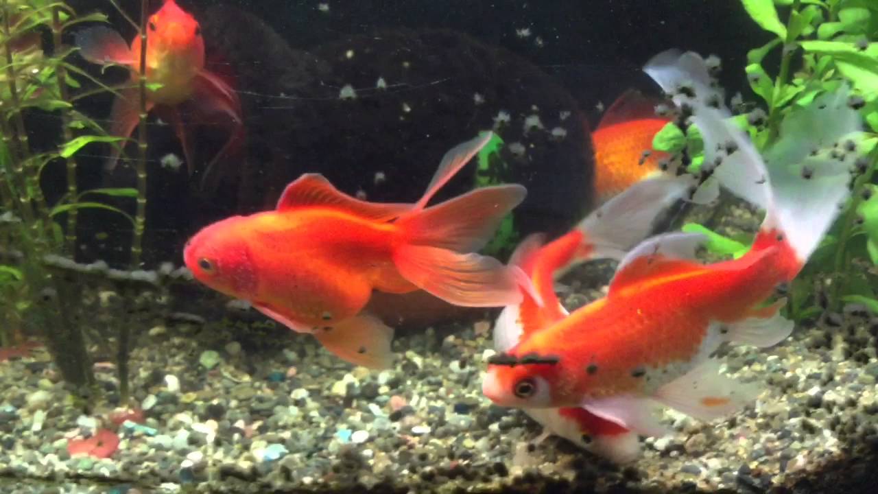 金魚 綺麗ですね Youtube