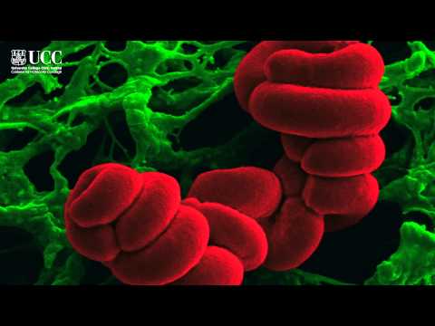 Video: Ce Este Microbiologia