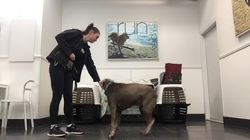 Éibhín Hand, Lesson 6, Exercise 6.2 Testing for Stimulus Control