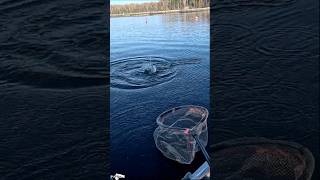 ХОРОШАЯ ФОРЕЛЬКА ВЛЕТЕЛА! #форель#trout#troutfishing #fishing #рыбалка#природа#nature #naturelovers