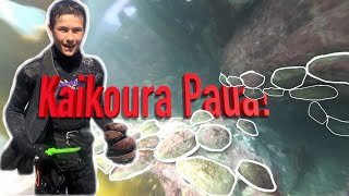 KAIKOURA ABALONE! Catch & Cook - Reopening of the Kaikoura Paua fishery after a 5-year closure!