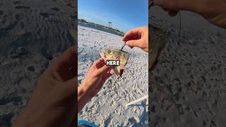 Fishing With Giant Fish Head