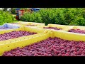 Red raspberry harvesting and processing  red raspberry cultivation technology  raspberry factory