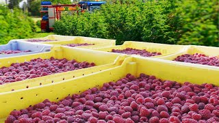 Red Raspberry Harvesting and Processing  Red Raspberry Cultivation Technology  Raspberry Factory