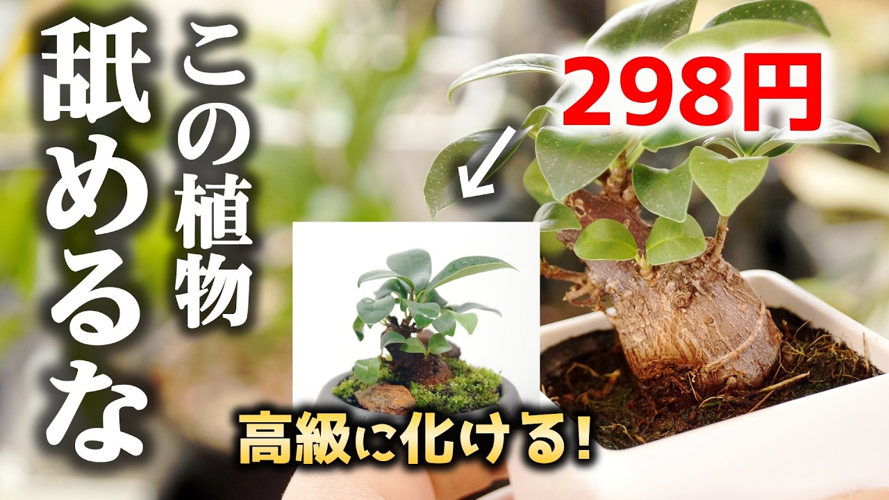 この安物…？いいえ、高級感抜群に生まれ変わる”神観葉植物”です