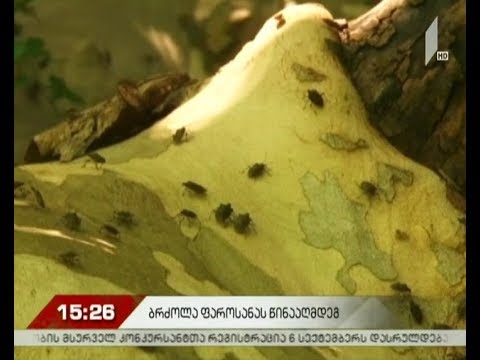 აზიური ფაროსანას საწინააღმდეგო კამპანია გურიაში