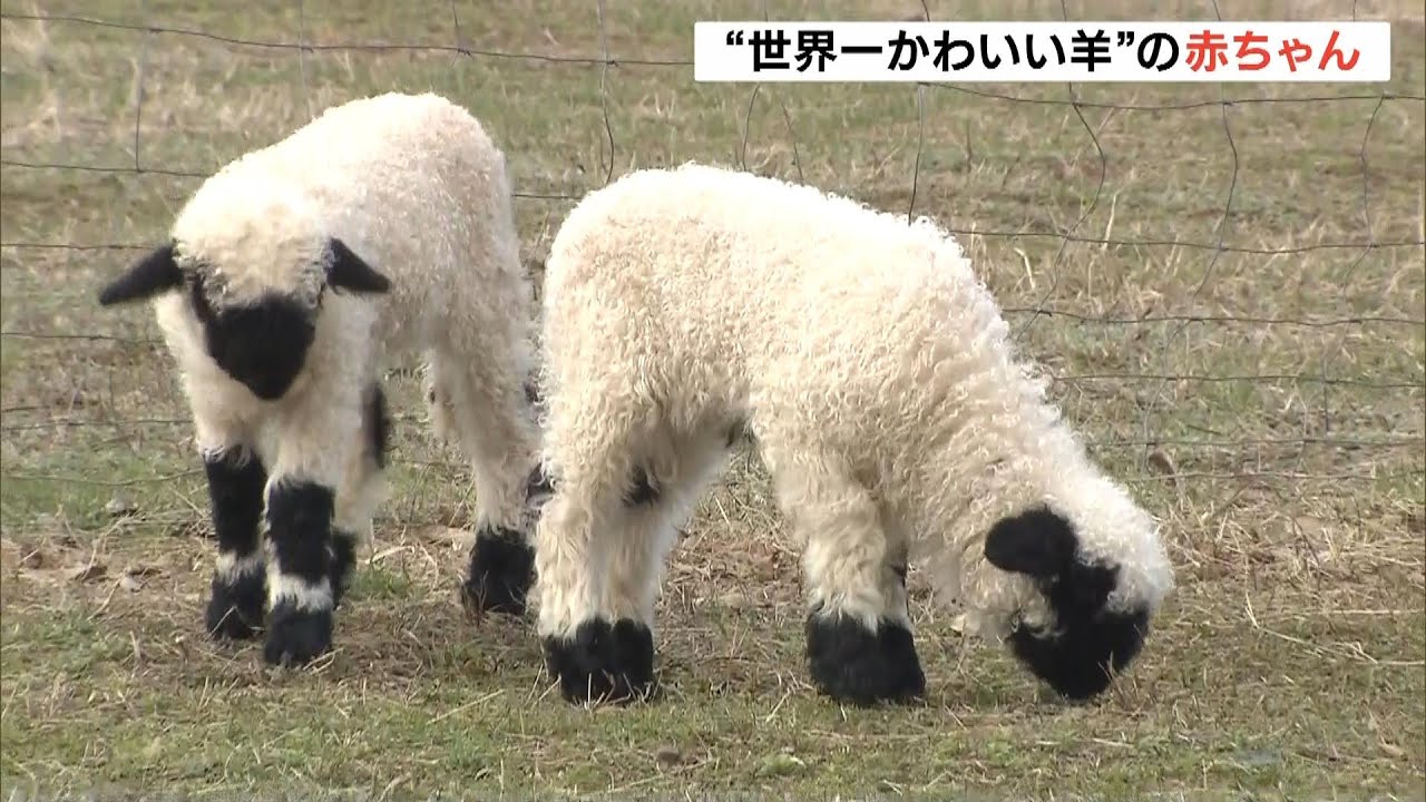 世界一かわいい羊】赤ちゃんが公開！滋賀・米原市「ローザンベリー