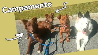 Campamento de socialización de cachorros 🐾 by Equilibradogs - Psicología Canina 139 views 12 days ago 4 minutes, 45 seconds