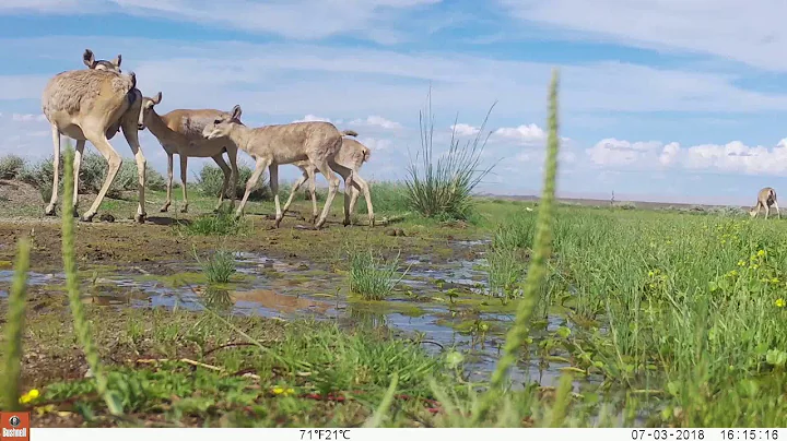 Saiga antelope in Mongolia - DayDayNews