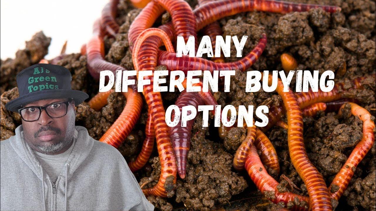 Where To Buy Red Wiggler Worms - YouTube