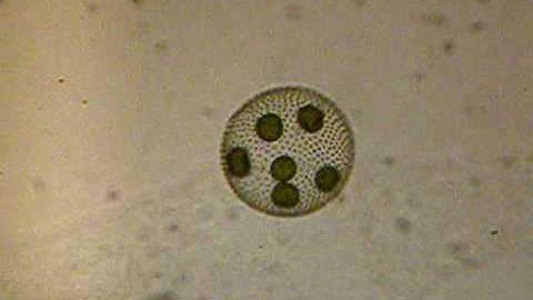 Volvox sp. (Fam. Volvocaceae; F. Chlorophyta)