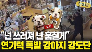 &quot;넌 쓰러져 난 훔칠게&quot;…연기력 폭발 강아지 강도단