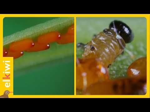 Video: Información sobre el escarabajo de la hoja del lirio