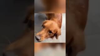 Funny Dogs 🐶🐶 Episode21 #shorts