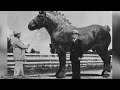 10 LARGEST Horses To Ever Exist!