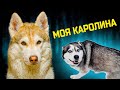 Лучшие серии с КАРОЛИНОЙ!! (Хаски Бублик) Говорящая собака Mister Booble