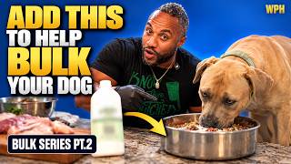 My Mastiff's Bulking Journey