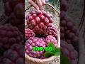 Top 20 Rare and Exotic Fruits on Earth – The Hidden Fruits of Earth!