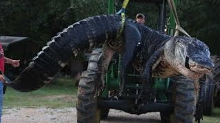 Самое интересное про крокодилов. #самыйбольшойкрокодил Самое интересное про крокодилов. #самыйбольшойкрокодил
