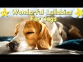 Dog music relaxing sleep music for beagle dogs puppies  calm relax your pet  lullaby for animals