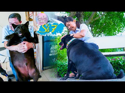 Video: Ngăn Ngừa Béo Phì: Bắt đầu Với Chó Con Của Bạn